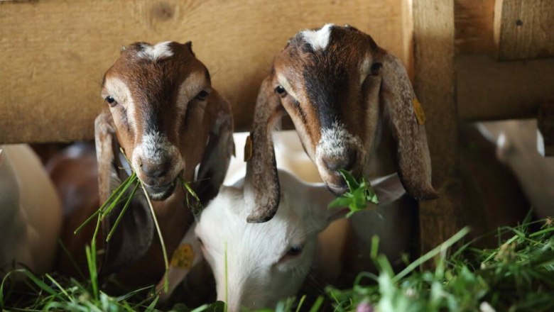 Zwei Ziegen fressen Gras durch einen Holzzaun.