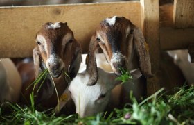 Zwei Ziegen fressen Gras durch einen Holzzaun.
