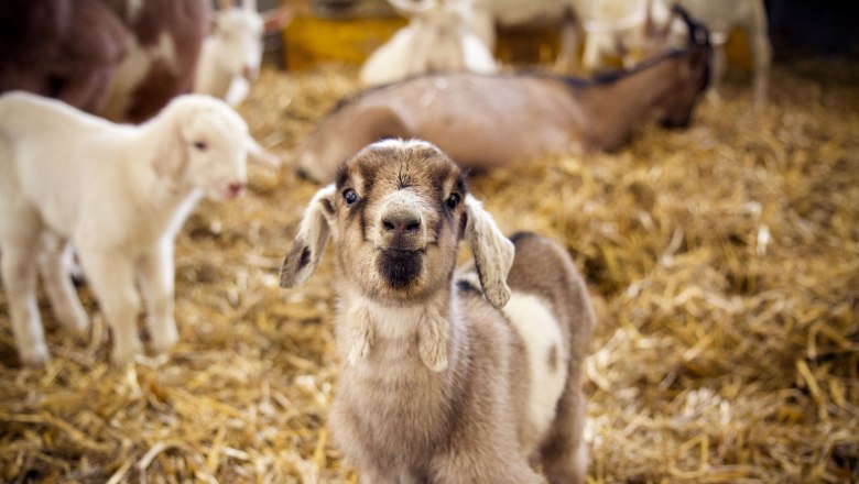 Ein Ziegenkitz steht auf Stroh in einem Stall, umgeben von anderen Ziegen.